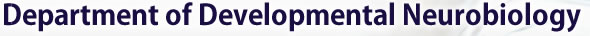 Department of Developmental Neurobiology KUMAMOTO UNIVERSITY